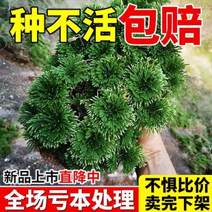 耐寒卷柏九死还魂草懒人盆景假山吸水石造景室内迷你复活草好养活