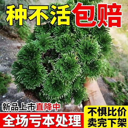 耐寒卷柏九死还魂草懒人盆景假山吸水石造景室内迷你复活草好养活