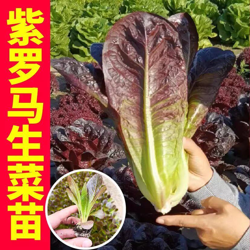 生菜苗罗马意大利奶油生菜苗子大全秧苗四季新鲜当季有机蔬菜秧苗