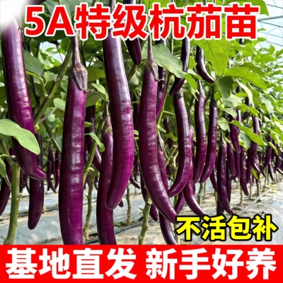 杭茄一号紫线茄子苗种子菜秧苗白茄黑长紫长茄圆茄蔬菜苗带土种子