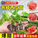 西瓜苗8424麒麟苗秧嫁接无籽美都菜苗蔬菜种苗批发各种当季 瓜苗