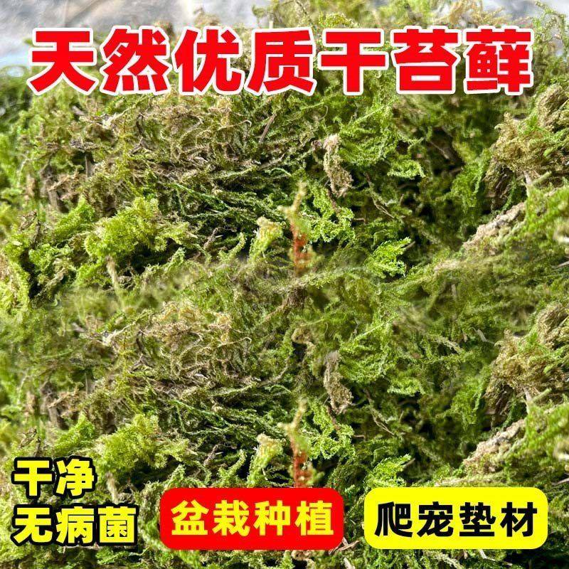 苔藓干铁皮石斛爬宠天然乌龟蝴蝶兰花专用水苔养花垫材干青苔兰花,鲜花速递/花卉仿真/绿植园艺,土壤覆盖物,淘宝优惠券,粉丝福利购,淘宝优惠卷