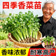 香菜苗带土秧苗带根山东老品种四季 秋冬耐寒大叶蔬菜盆栽菜苗根苗