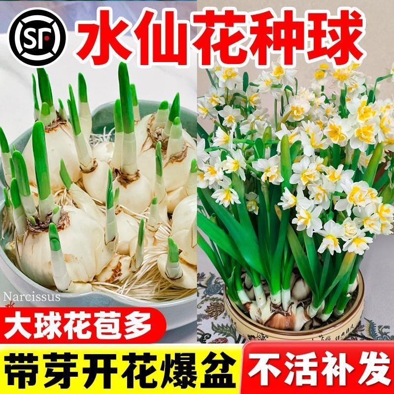 漳州水仙花种球种子特大盆栽花卉球种室内四季水培植物花球带花苞,鲜花速递/花卉仿真/绿植园艺,种苗/半成品盆栽,淘宝优惠券,粉丝福利购,淘宝优惠卷