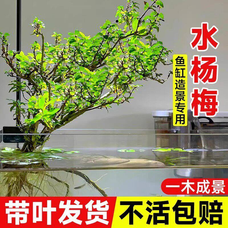 水杨梅鱼缸造景水陆缸水上植物水草培根老桩原生缸小微型水生盆栽