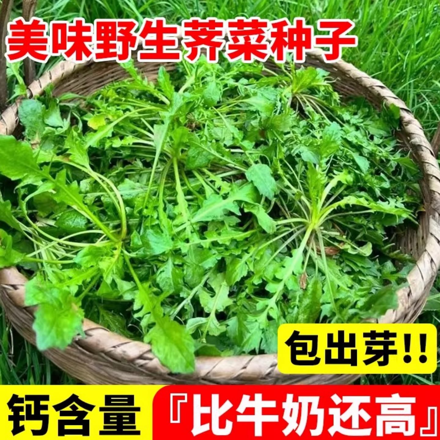 野生荠荠菜种子四季大叶荠菜籽阳台庭院盆栽高产芨芨蔬菜种孑大全