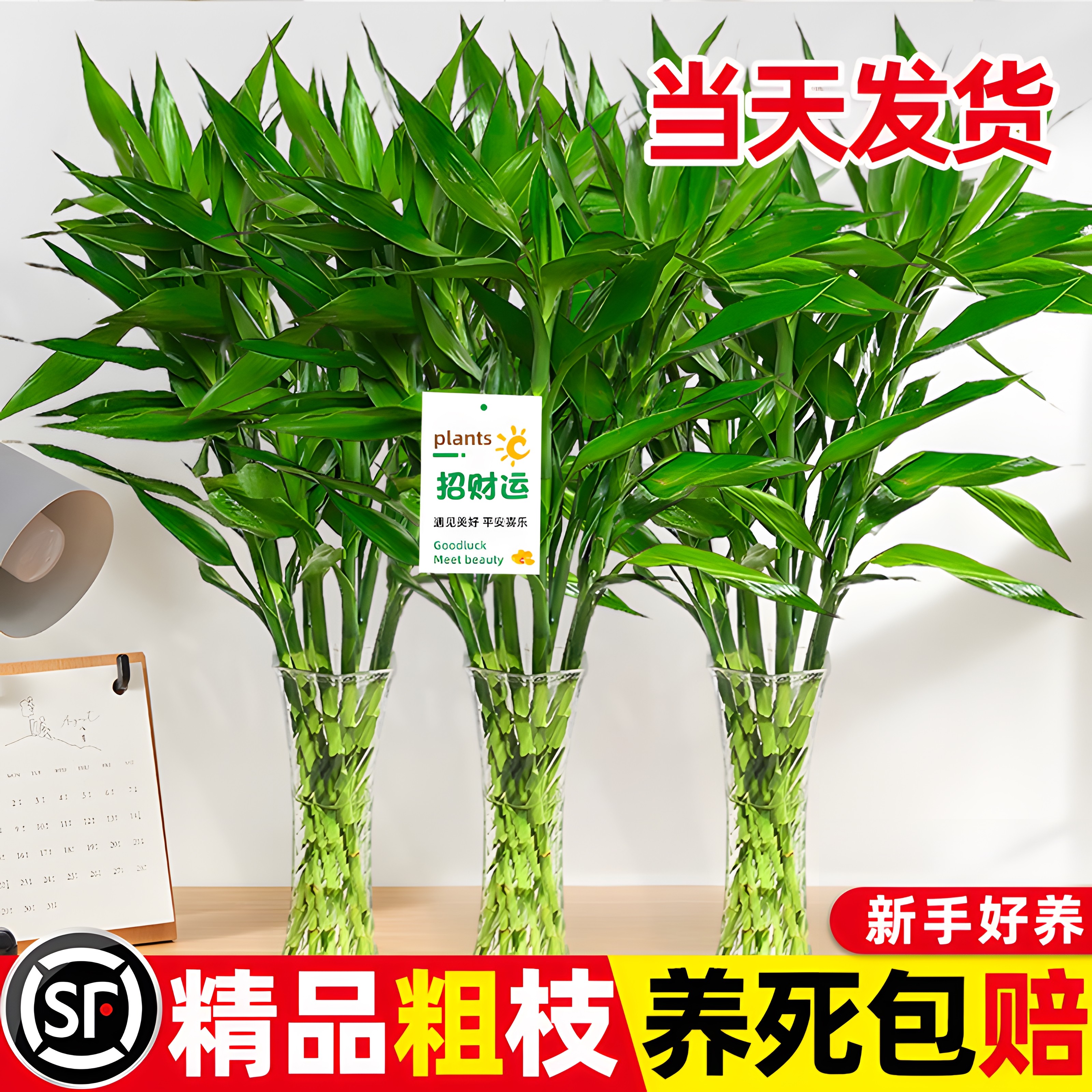 带根富贵竹水培植物养转运竹子绿植盆栽花卉室内客厅招发财树绿萝,鲜花速递/花卉仿真/绿植园艺,造型盆景,淘宝优惠券,粉丝福利购,淘宝优惠卷