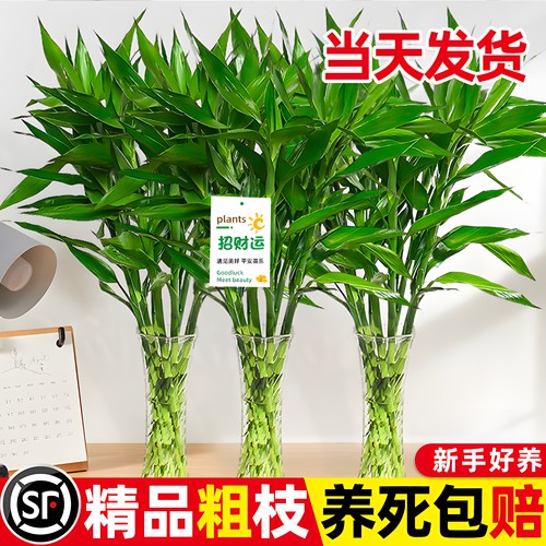 带根富贵竹水培植物养转运竹子绿植盆栽花卉室内客厅招发财树绿萝