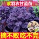 可食用紫羽衣甘蓝苗秧带土球紫绿粉羽衣甘蓝种子四季 盆栽耐寒菜苗