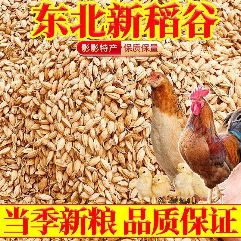 东北圆粒新水稻价带壳水稻谷宠物饲料喂鸽子喂鸡鸭鹅特价新粮,鲜花速递/花卉仿真/绿植园艺,土壤覆盖物,淘宝优惠券,粉丝福利购,淘宝优惠卷