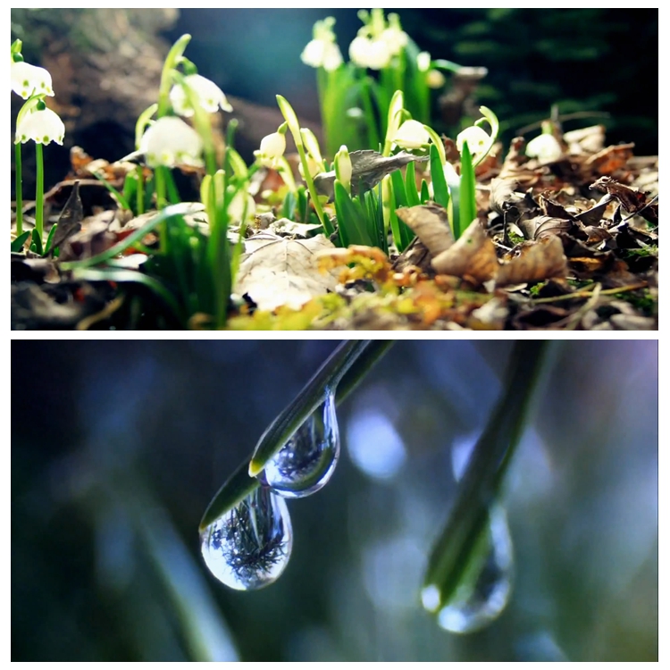 s3627春暖花开 自然之春 万物复苏 春天 冰雪融化视频素材