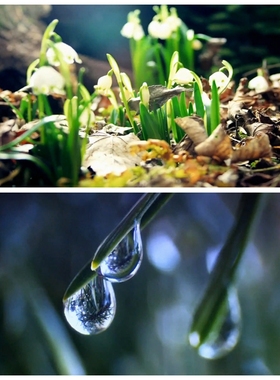 S3627春暖花开 自然之春 万物复苏 春天 冰雪融化视频素材