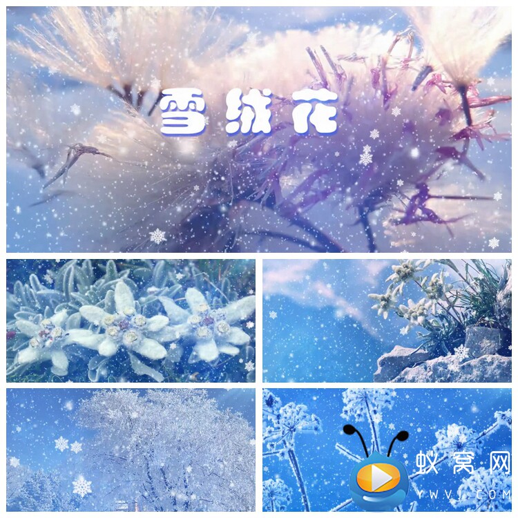 s2261 《雪绒花》 爱国歌曲mv 配乐节目舞美led大屏背景视频素