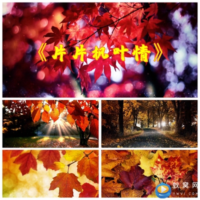 S2688 《片片枫叶情》  爱国歌曲MV晚会LED节目大屏背景视频素材