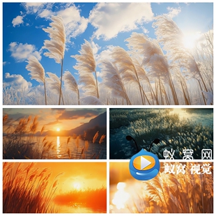 S6365 芦苇 蒹葭 芦荡 唯美 芦花 芦通用背景视频素材