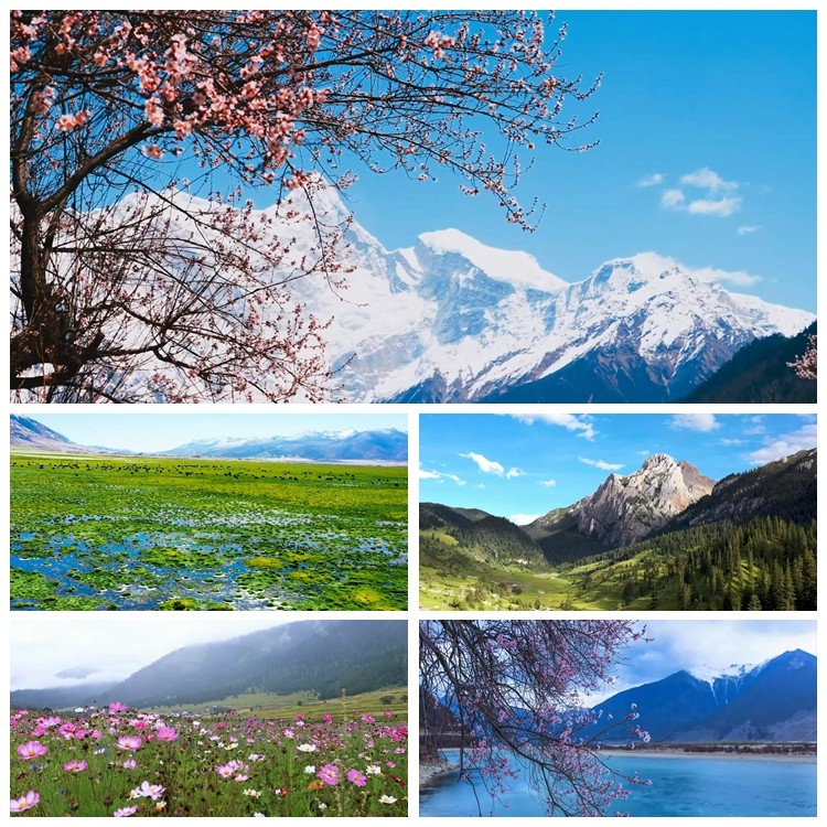 s3790 《雪山春晓》  古筝民乐演奏风景版 led背景大屏视频素材