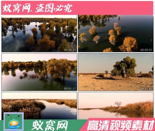 S995航拍 实拍 新疆塔里木河胡杨林 航拍中国视频素材 制作