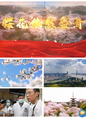 S2222 樱花依然盛开 抗疫诗歌朗诵演讲 配乐成品大屏背景视频素材