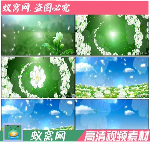 S382 茉莉芬芳 美丽的茉莉花舞蹈节目晚会LED定制高清视频素材