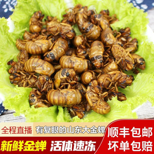 2025山东大个新鲜知了猴不煮不烫活体速冻金蝉唐生肉顺丰京东包邮