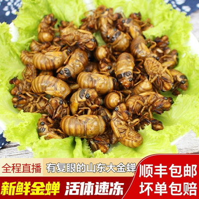 有复眼的活体速冻山东大知了猴