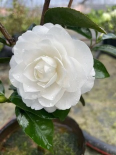 天鹅湖茶花稀少名贵品种白色系列室内外绿植盆栽