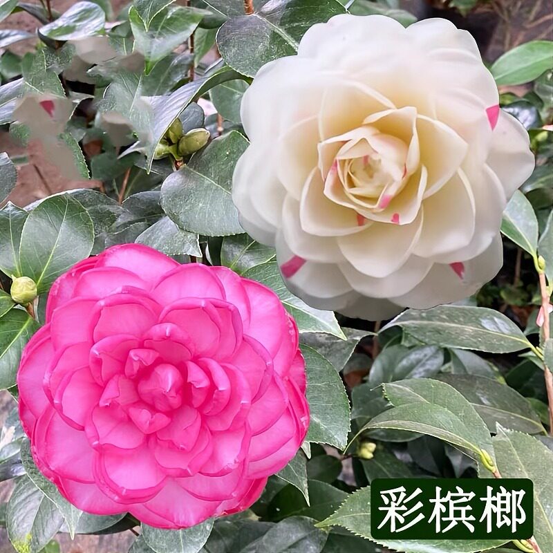 彩槟榔茶花耐寒耐热室内花卉盆栽茶花