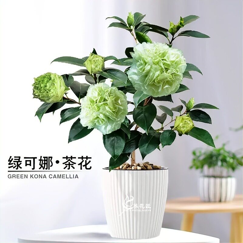 绿可娜茶花盆栽花卉观花植物室内茶花
