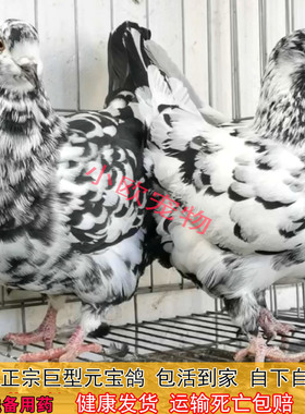 正宗纯种元宝鸽子活公母一对大体巨型种鸽特大号宠物观赏鸽包下蛋