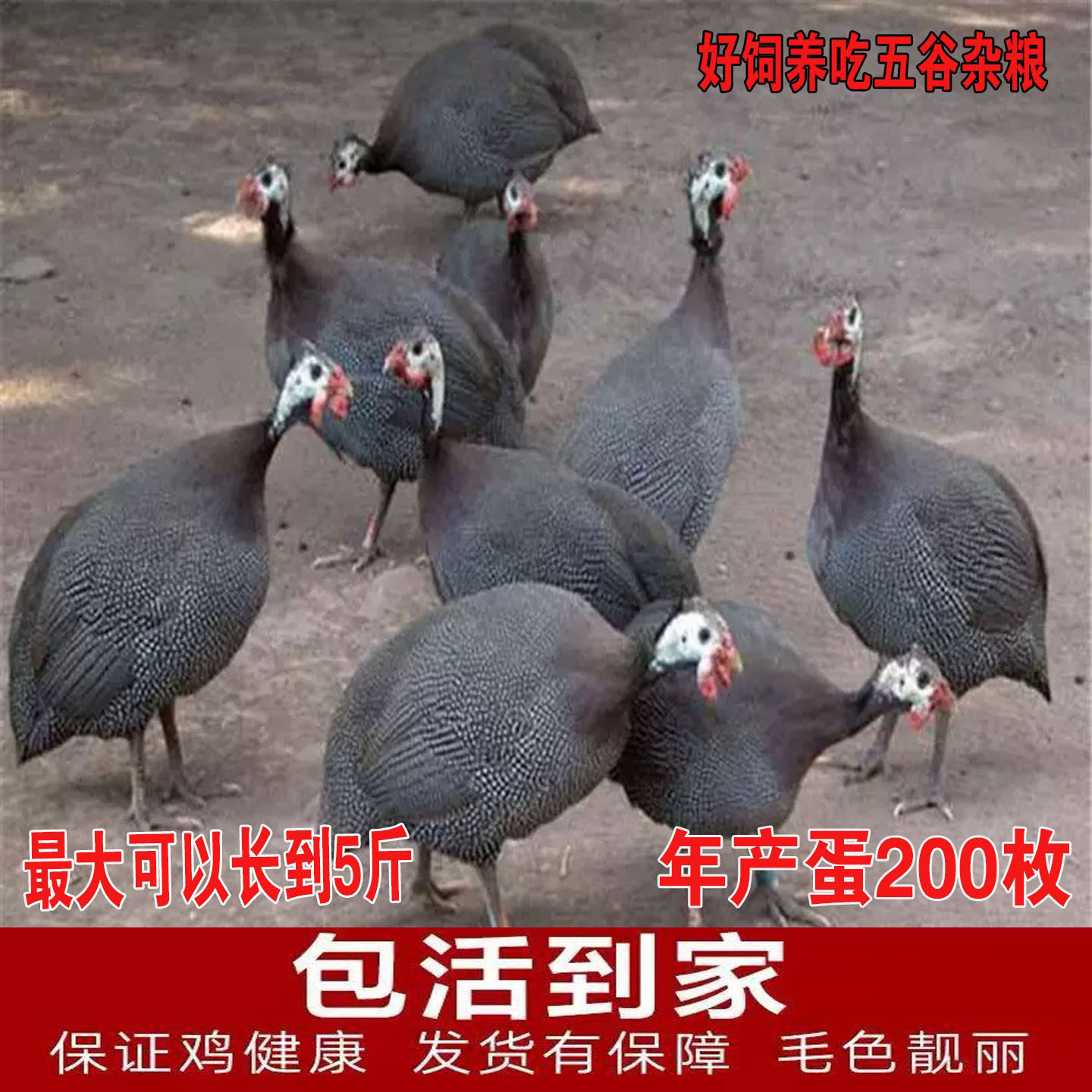 珍珠鸡成年3到4斤鸡纯种大真珠鸡下蛋鸡大真珠鸡土鸡五黑鸡贵妃鸡,宠物/宠物食品及用品,宠物鸡,淘宝优惠券,粉丝福利购,淘宝优惠卷