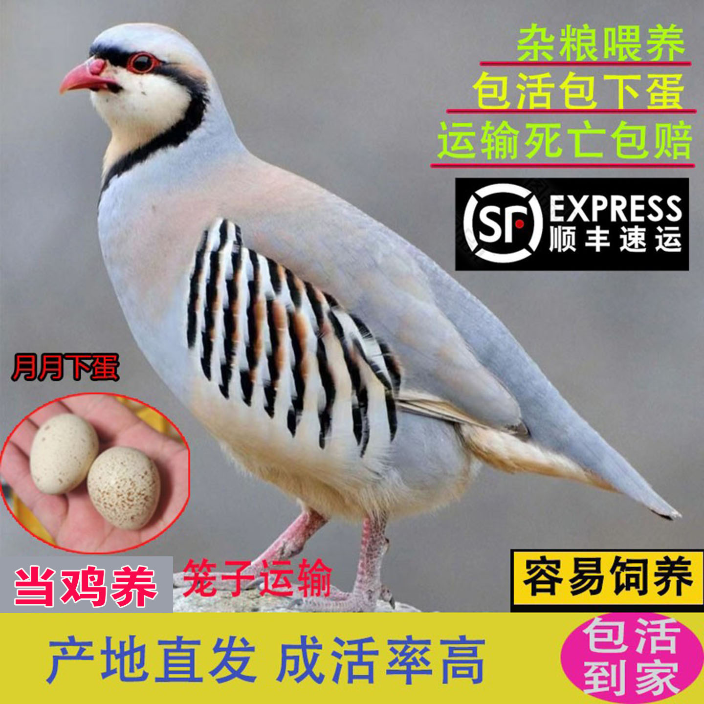 鹧鸪活鸟石鸡呱呱鸡年产蛋180枚