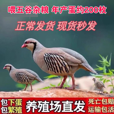 鹧鸪活鸟活体石鸡呱呱鸡飞龙鸟嘎啦鸡宠物鸡鹧鸪鸡苗成年一对包活