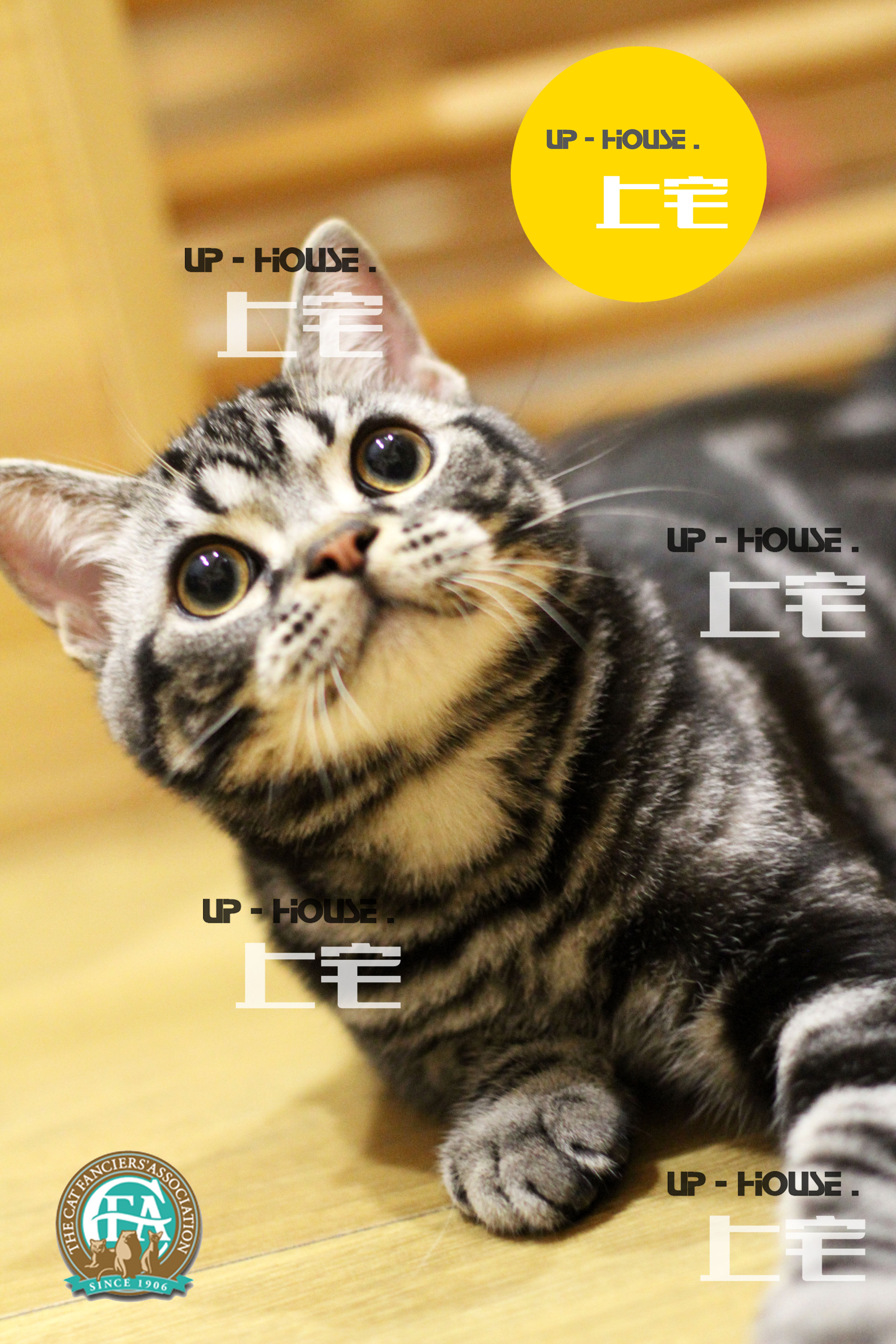 银虎斑加白起司活体美国短毛猫