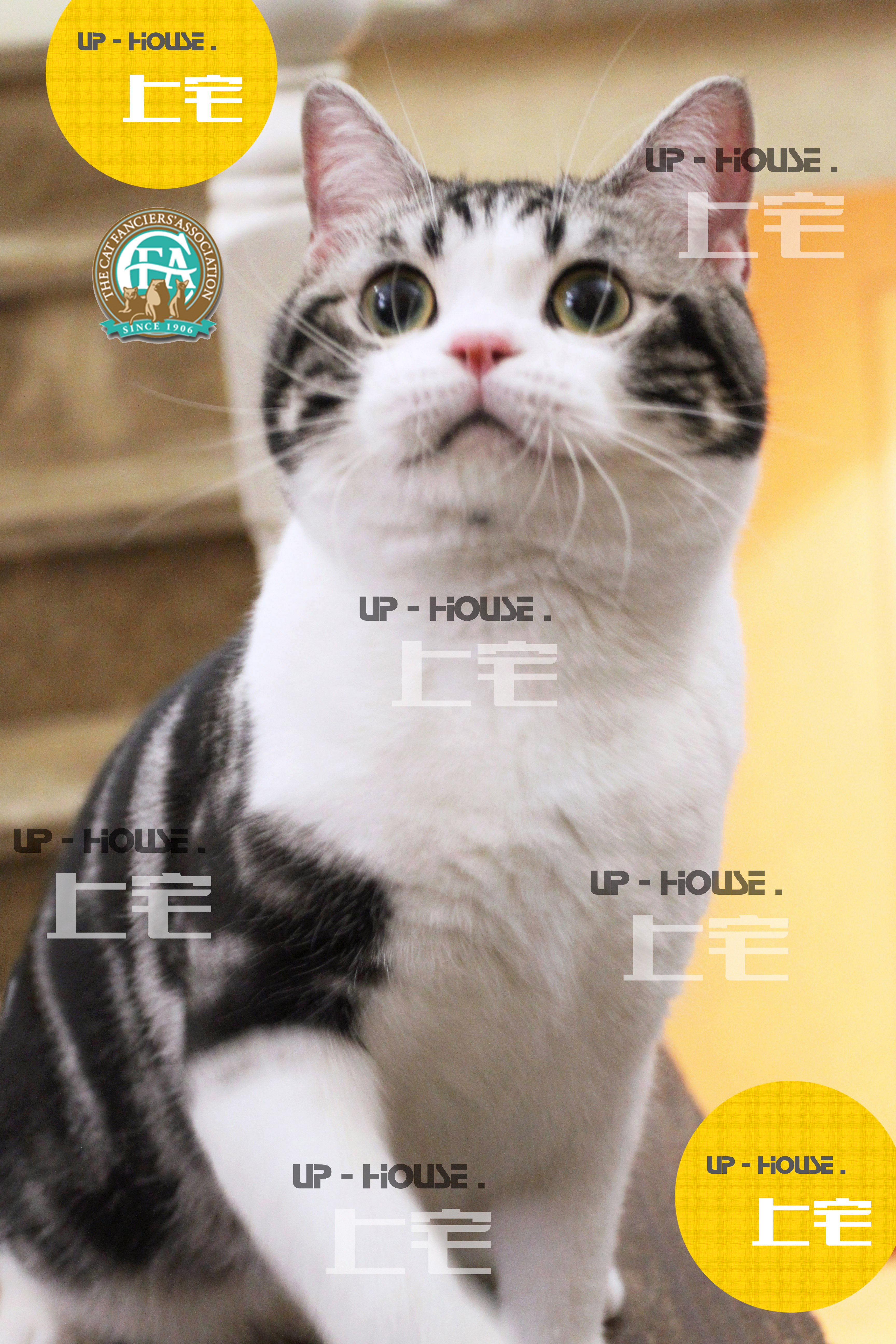 上宅cfa种公展示美短美国短毛猫