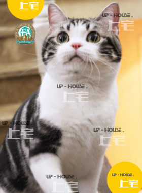 上宅cfa种公展示美短美国短毛猫