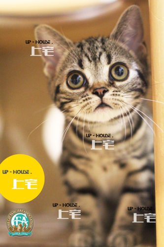 纯种棕虎斑活体美国短毛猫