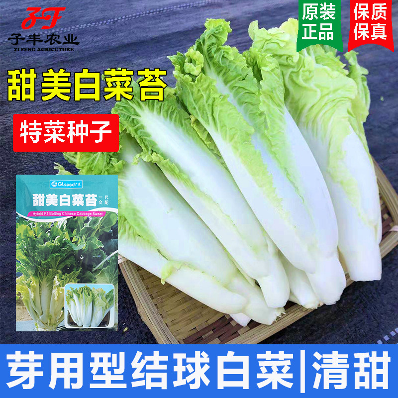 广良原装甜美白菜苔蔬菜种子春季秋季芽用型结球白菜籽种特色种籽