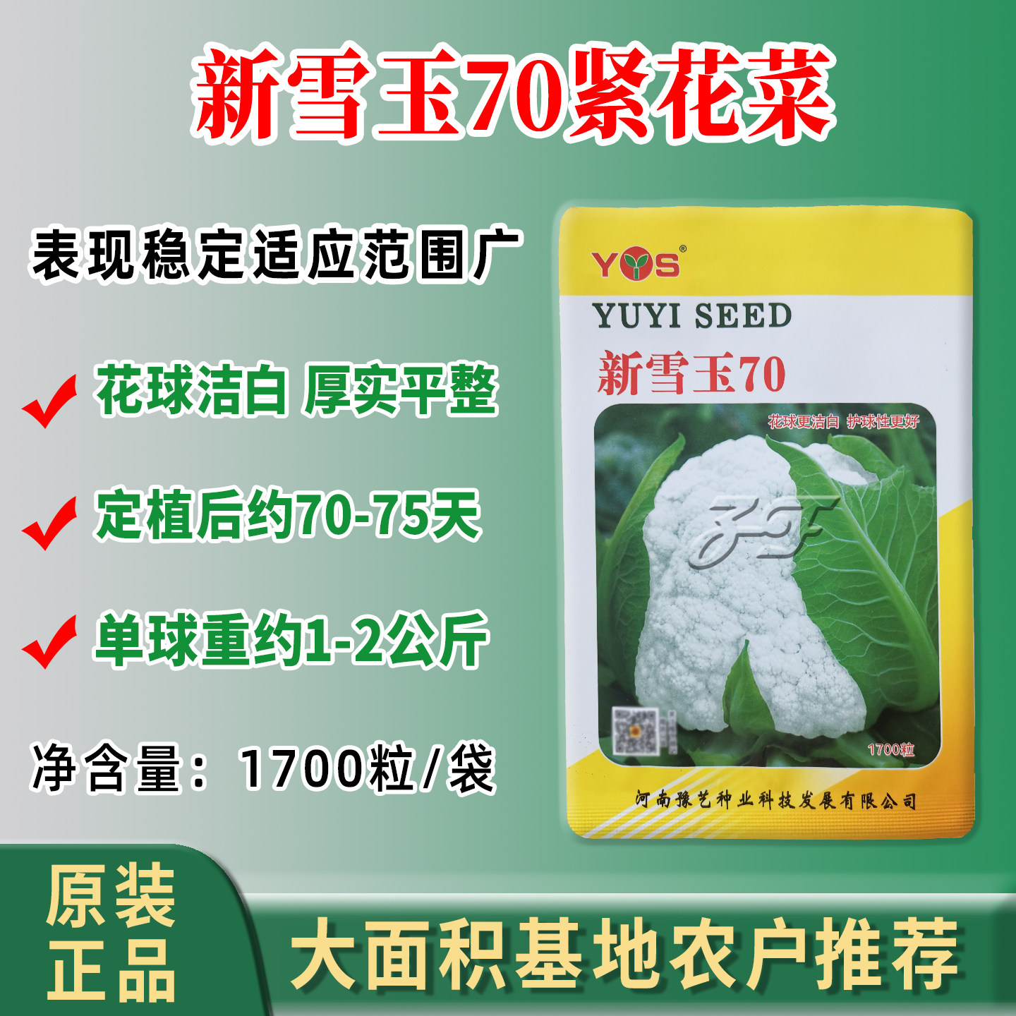 秋季70天白菜花种子新雪玉70花椰菜种籽老品种笨菜花免盖洁白花菜
