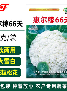 春秋两用细米粒青梗松花菜种子