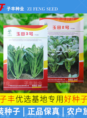 杂交菜心种子玉田2号3号多侧枝绿菜苔种籽春季秋季冬季甜菜心种孑