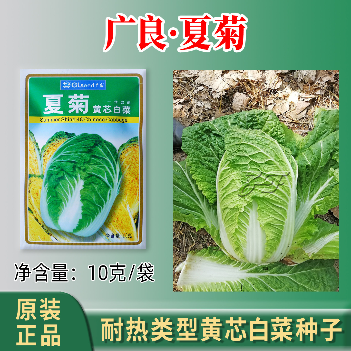 广良引进耐热黄心大白菜种子夏季秋季50天夏菊黄芯娃娃菜蔬菜种籽