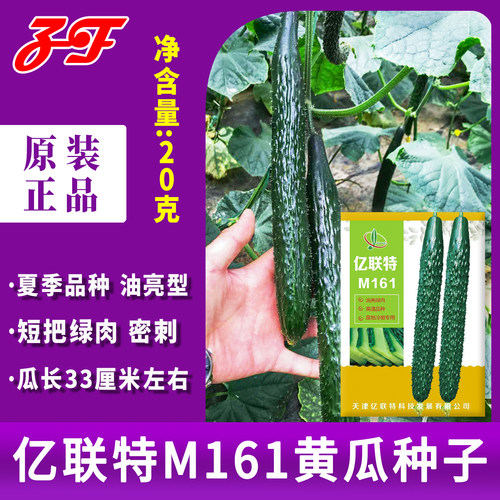 夏季耐高温油亮型黄瓜种子