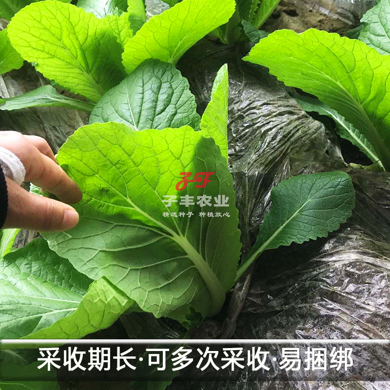 津宝擗帮菜大白菜种子春秋季夏季东北饭包专用大叶白菜种籽易捆绑