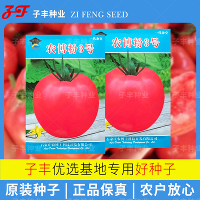 沙瓤皮薄酸甜可口大番茄种子