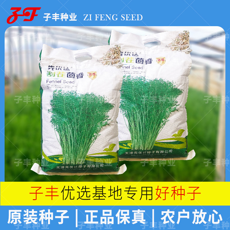 【10斤装】基地专用四季割茬大茴香种子扁杆耐热耐寒荤香籽种蔬菜