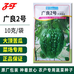 【正宗】广良2号大顶苦瓜种子春季秋夏广东凉瓜蔬菜种籽大鼎杜阮