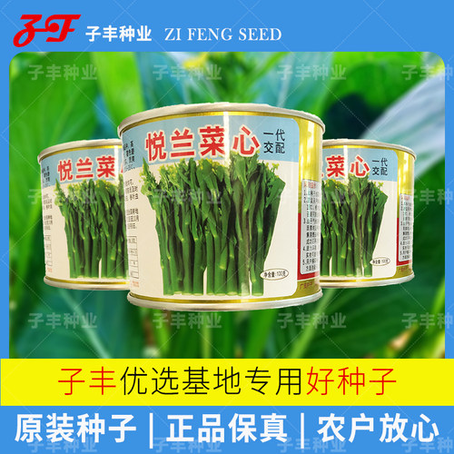 宁夏甜菜心种子油青甜脆尖叶