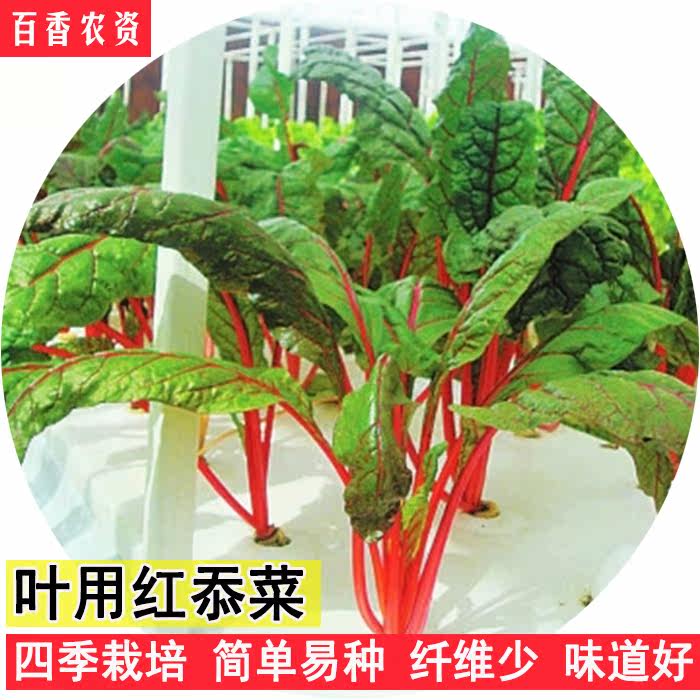 青菜种子四季播叶用红忝菜火焰菜甜菜根红柄根达菜莙荙菜蔬菜种孑在类目 鲜花速递/花卉仿真/绿植园艺, 花卉/蔬果/草坪种子（新）, 家庭园艺种子中 - 来自Buy2taobao.com提供专业的淘宝代购服务