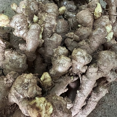 小黄姜种子老姜种子生姜种子小黄姜种苗种植姜苗带牙姜种籽