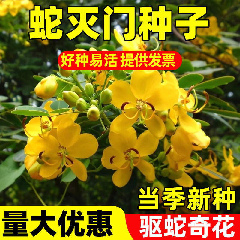 蛇灭门种子四季花卉籽望江南蛇倒退驱蛇虫草花种籽庭院阳台盆栽